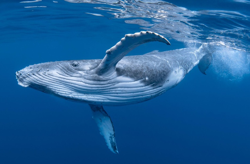 Alimentación de las ballenas determinaría su exposición a contaminantes en la Patagonia