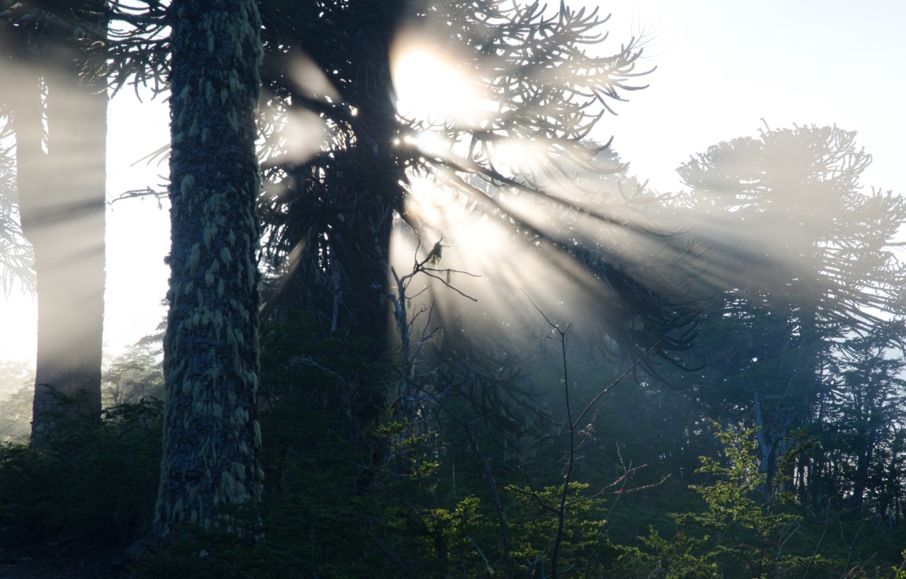 OPORTUNIDADES//Webinar abordará el rol de los bosques de La Araucanía frente al cambio climático