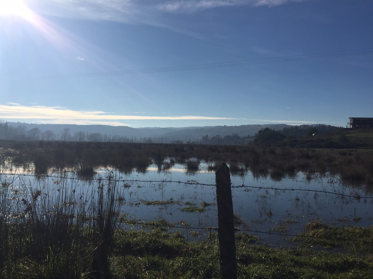 BIODIVERSIDAD//Centro Tecnológico Territorio Mayor llama a valorar y proteger los humedales urbanos