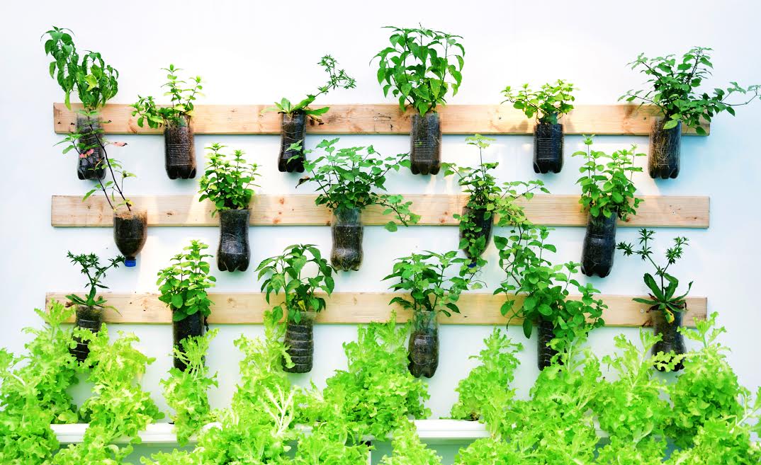 VEGETACIÓN//Conoce los beneficios de los jardines verticales en tiempos de coronavirus