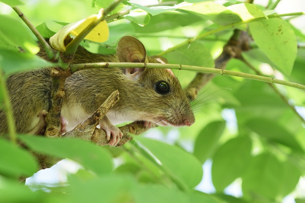 SALUD//Especialista entrega claves de cómo reconocer y prevenir el Hantavirus
