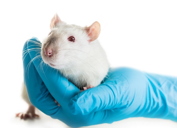 SALUD//Pandemia, zoonosis y peste bubónica, lo que debemos saber