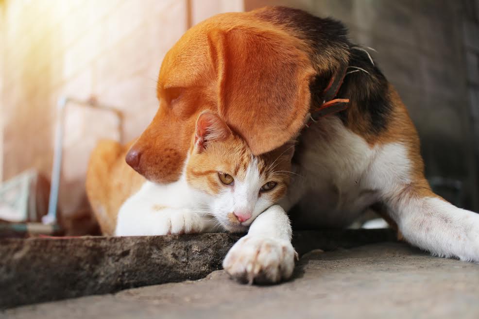 MASCOTAS//Perros y gatos no se contagian ni pueden transmitir el Covid-19 a los humanos
