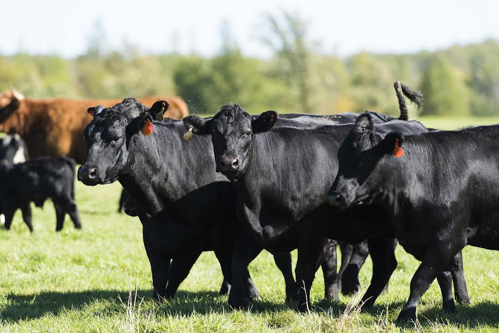 INVESTIGACIÓN//Invitan a ciclo de charlas de Producción Animal en la Universidad Mayor