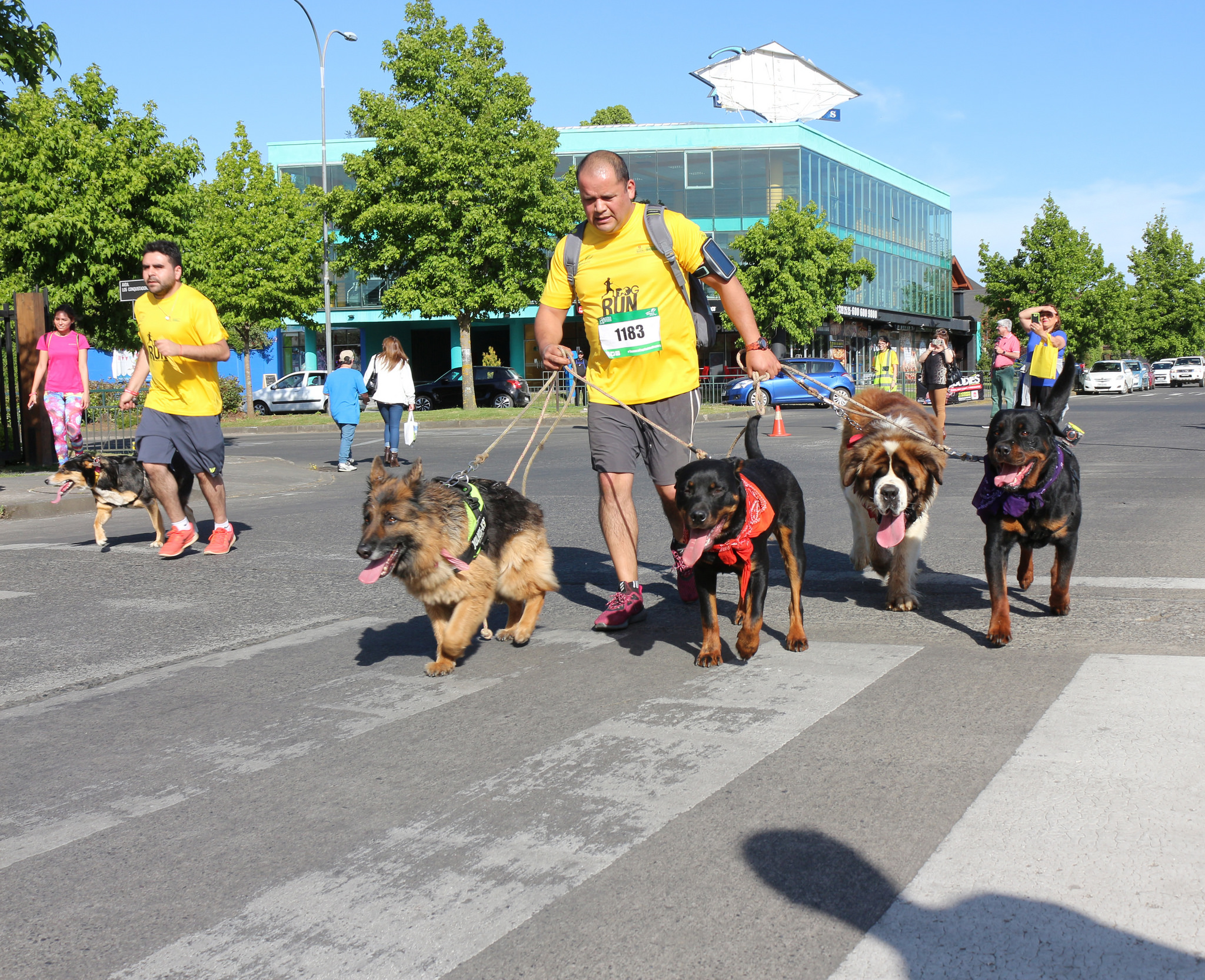 ACTIVIDAD FAMILIAR//Invitan a la quinta versión de la Dog Run en Temuco