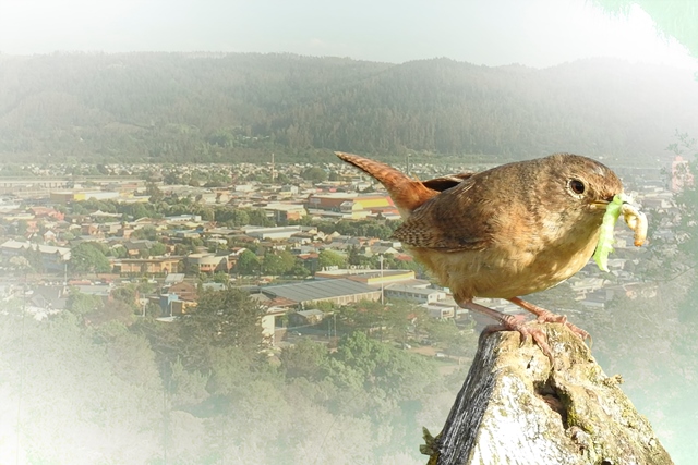 VINCULACIÓN CON EL MEDIO//El rol de las aves urbanas se toma el ciclo “La Ruta del Pensamiento”