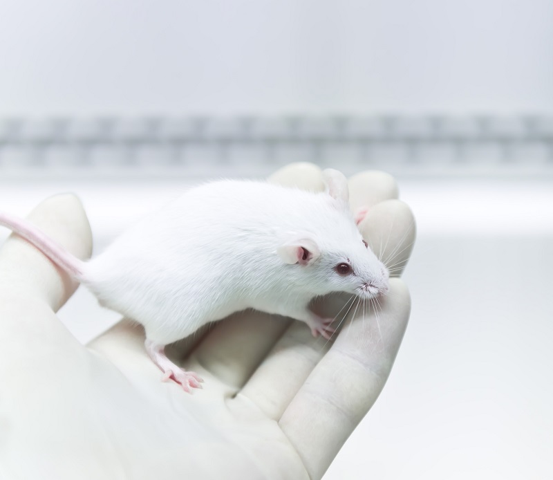 MEDICINA//Bioterio Central U. Mayor organiza seminario sobre animales de laboratorio