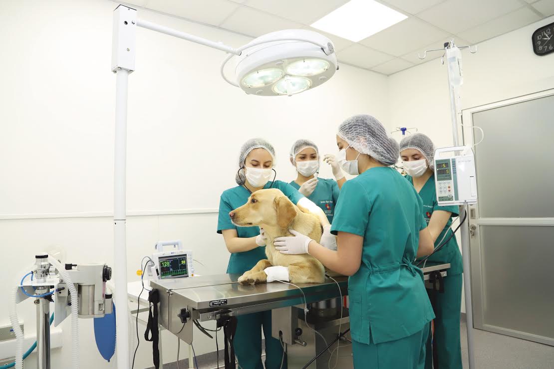 COMPROMISO REGIONAL//Universidad Mayor inaugura Hospital Clínico Veterinario Docente