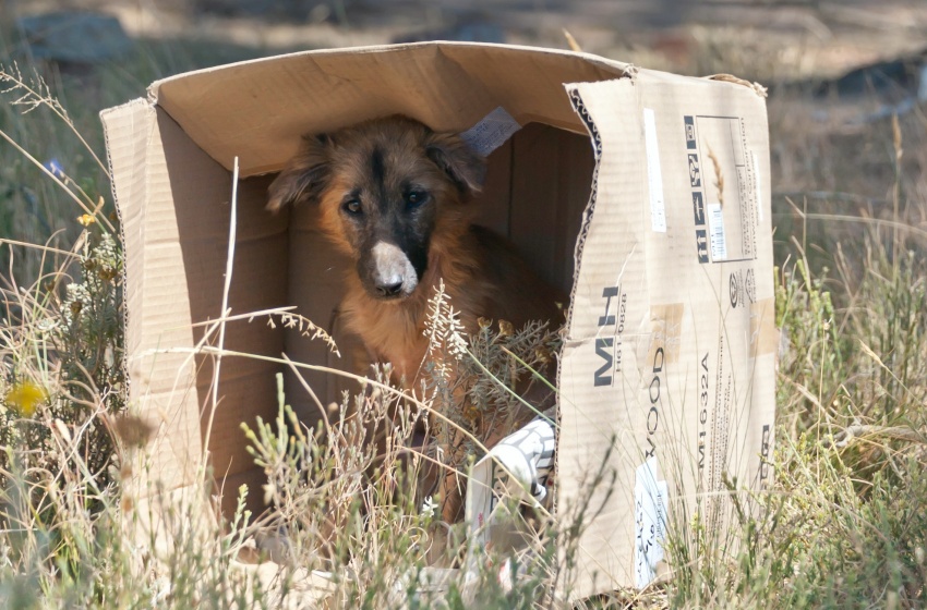 Dolor, miedo e inseguridad: cómo promover la tenencia responsable de mascotas