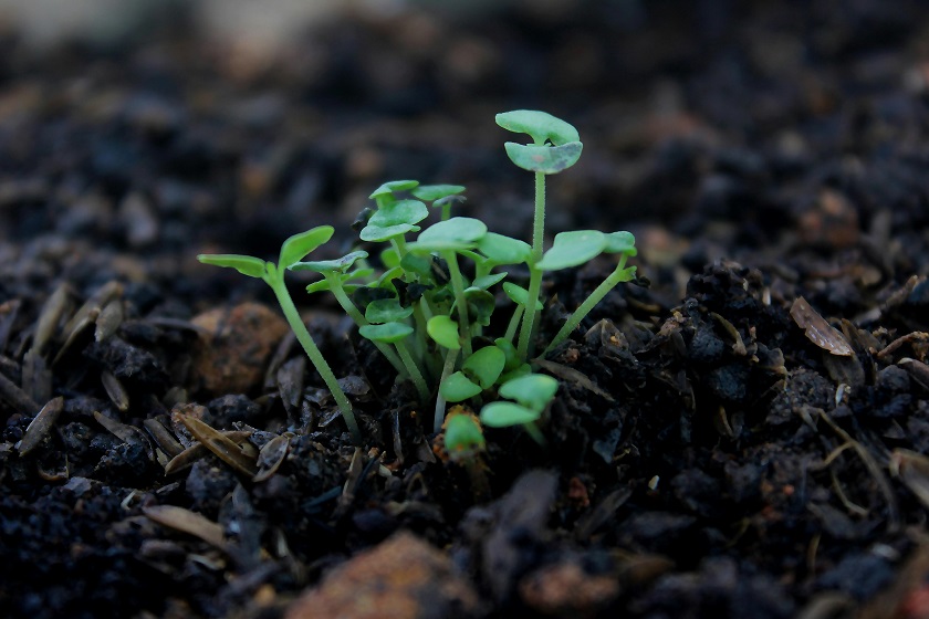 Académica publicó estudio sobre seguridad alimentaria y cambio climático en revista científica global