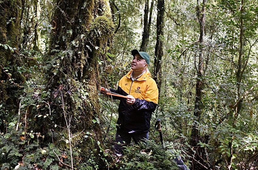 Académico U. Mayor desarrolla investigación pionera en Reserva Nacional Malleco