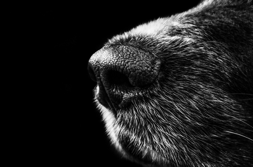 Envejecimiento en mascotas: ¿cómo cuidarlas cuando se hacen mayores?