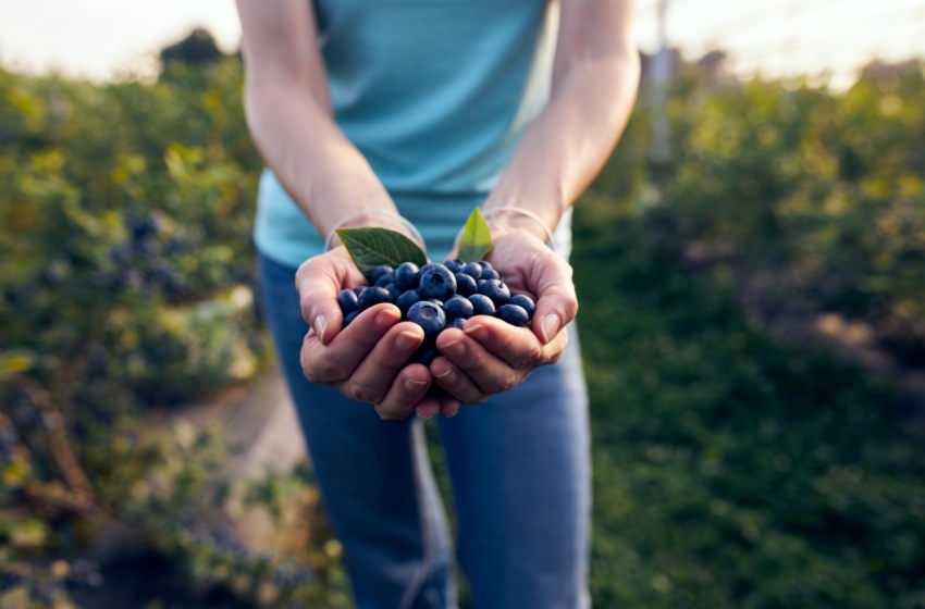 Conoce las oportunidades que ofrece la Región para el desarrollo competitivo y sustentable de la fruticultura