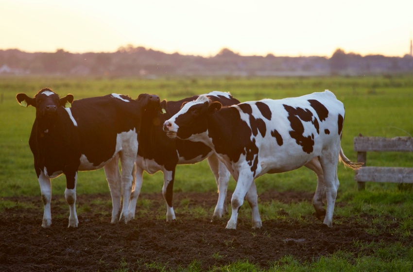 Producción de carne bovina en Chile: experto destaca su alta densidad nutricional