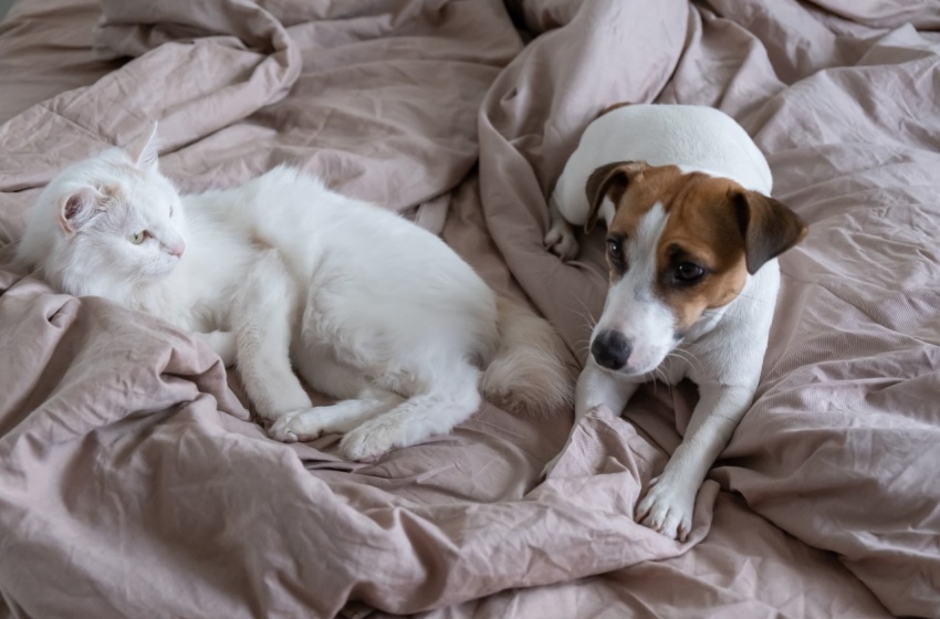 Médico veterinario entrega consejos para proteger a las mascotas del frío