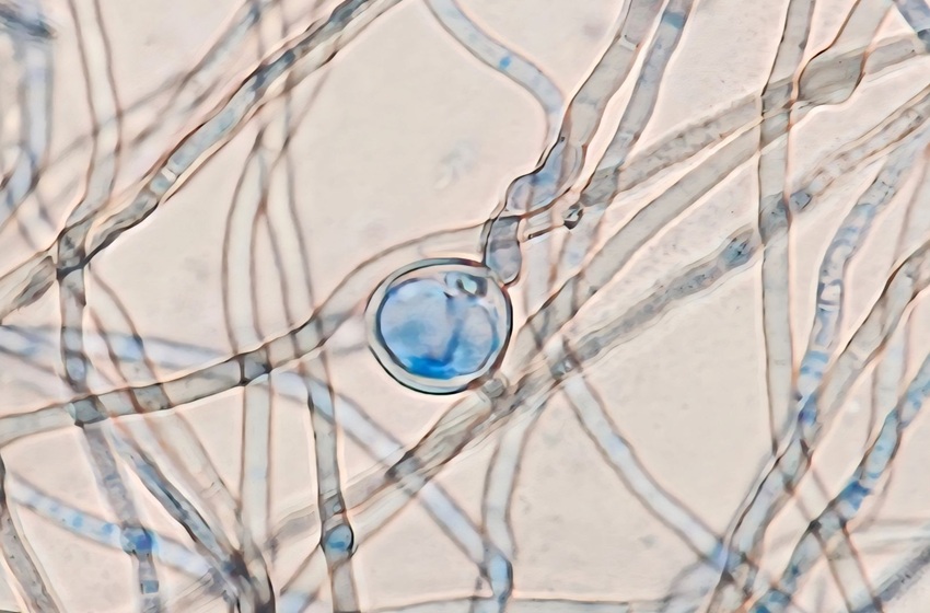 Investigador de la Universidad Mayor descubre siete nuevas especies fúngicas en Chile