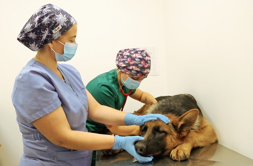 Hospital Veterinario mantiene su compromiso con el bienestar animal