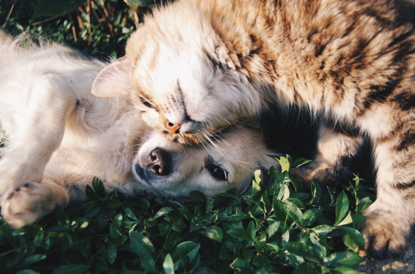 Decaimiento, pérdida de apetito y dolor: las claves para reconocer si tu mascota está enferma