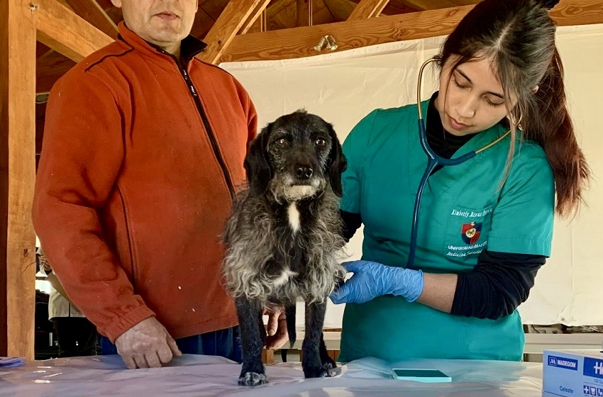 Medicina Veterinaria de la Universidad Mayor realizó operativo integral en Curarrehue