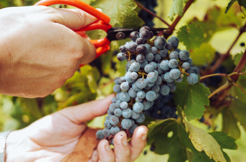 Territorio Mayor se adjudica fondo que beneficiará a mujeres emprendedoras de todas las comunas de La Araucanía