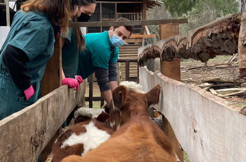 Medicina Veterinaria realizó operativos en dos comunas de La Araucanía