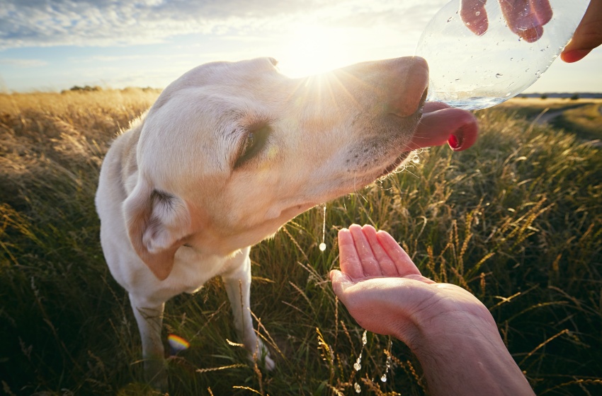 Académico entrega consejos para cuidar a las mascotas de las altas temperaturas
