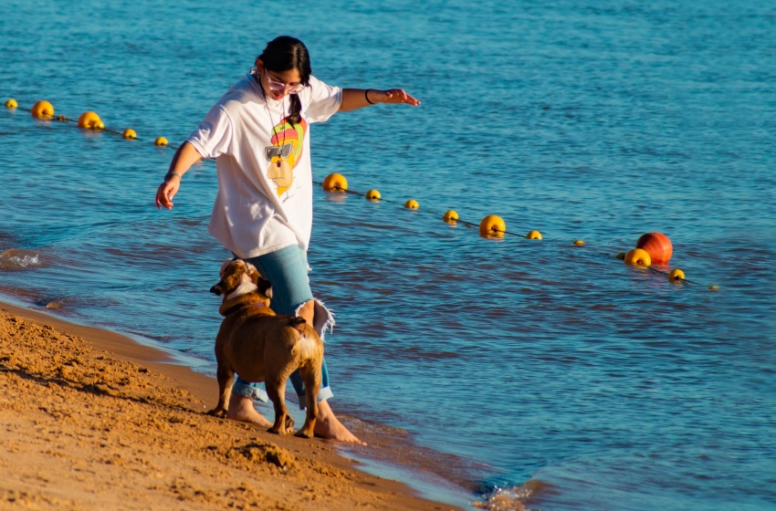 ¿Vacaciones con mascotas? Experta entrega algunas claves para tomar la mejor decisión