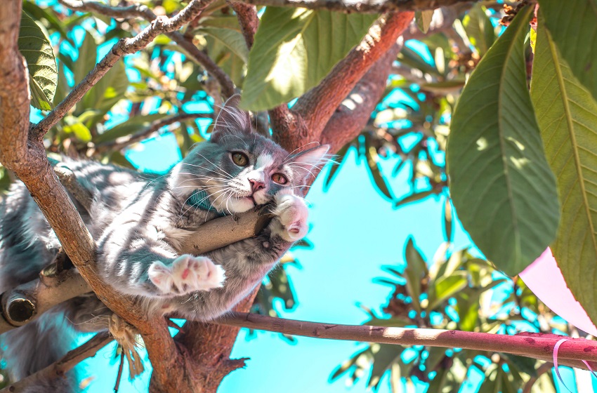 Altas temperaturas: ¿Cómo proteger a las mascotas en temporada estival?