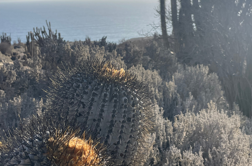 Exposición alerta sobre el cactus chileno en peligro de extinción