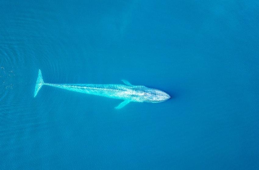 Estudio reveló que las ballenas azules comerían hasta diez millones de microplásticos al día
