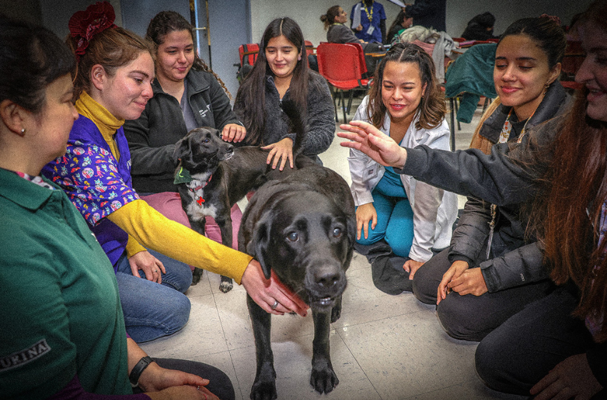 Perros de asistencia fueron protagonistas durante compleja evaluación de Medicina