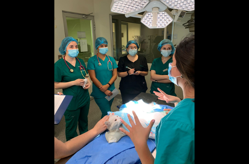Futuros veterinarios retoman actividades prácticas en el Hospital Docente de Huechuraba