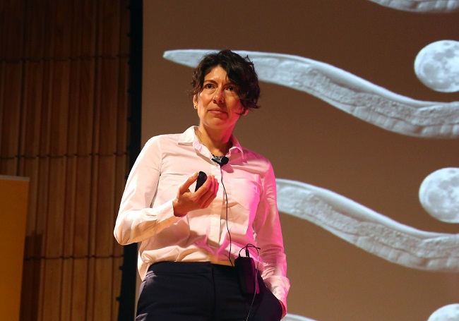 Cátedras del Futuro// C. elegans: ¿cómo un gusano nos puede ayudar a comprender mejor enfermedades como el Parkinson y el Alzheimer?