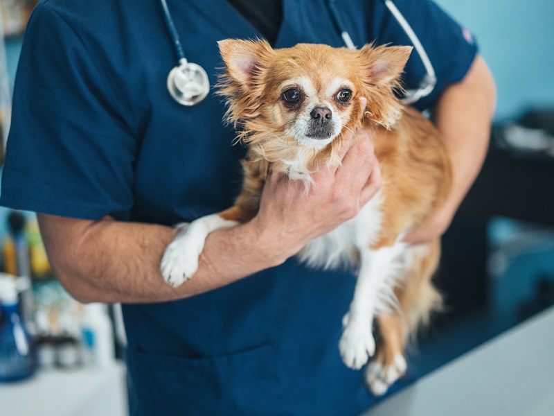 Coronavirus// Las mascotas pueden ser contagiados con coronavirus: ¿cómo protegerlos?