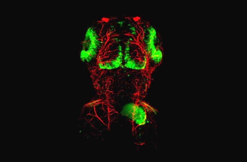 Chan Zuckerberg Initiative (CZI) financia proyecto que convertirá a la U. Mayor en referente internacional en Microscopía Light-sheet