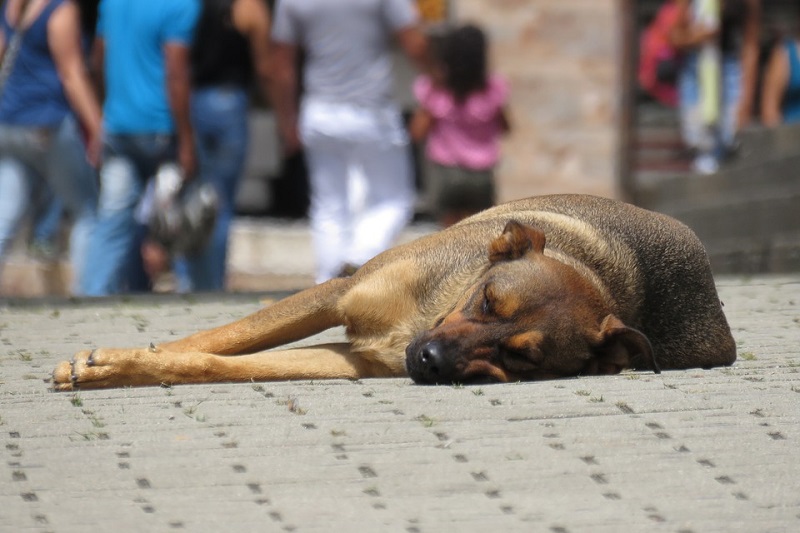 VETERINARIA//Académica U. Mayor se refirió a la importancia de la denominada “Ley Cholito” y comentó sus aspectos clave