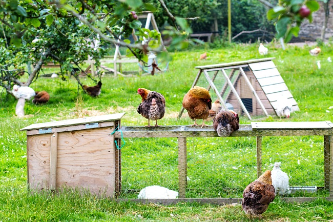 Seminario// “Gallinas libres”: Conoce la tendencia que está cambiando la producción de huevos en el mundo