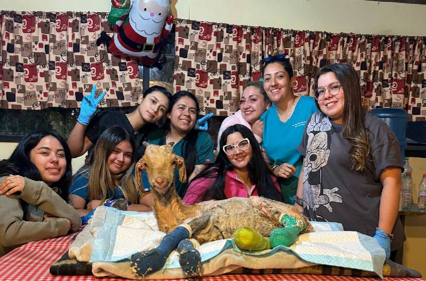 Futuros veterinarios apoyan en labores de curaciones de animales afectados en los incendios de la V Región