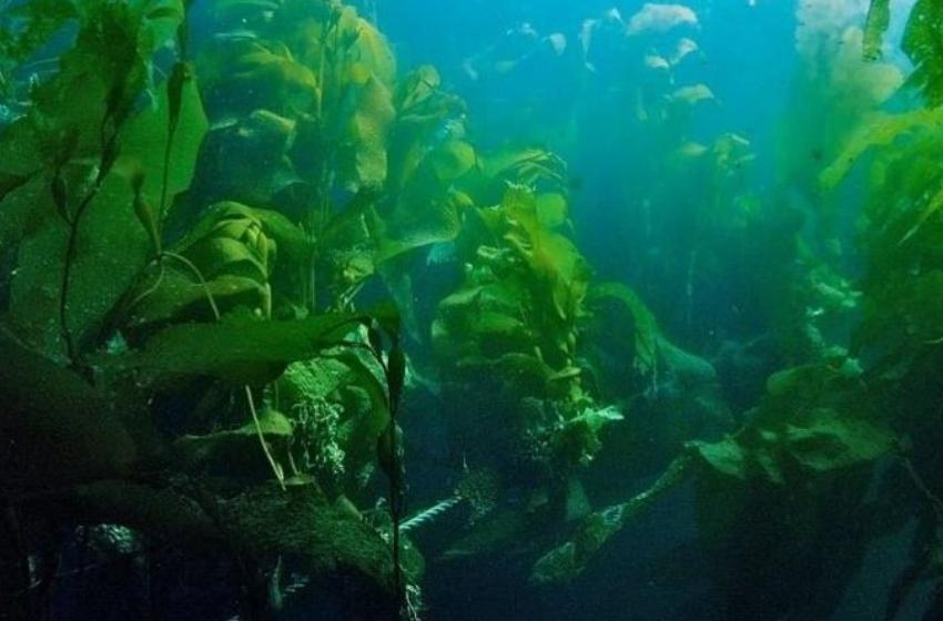 Investigadora U. Mayor integra nuevo equipo de expertos que desarrollará agronomía marina