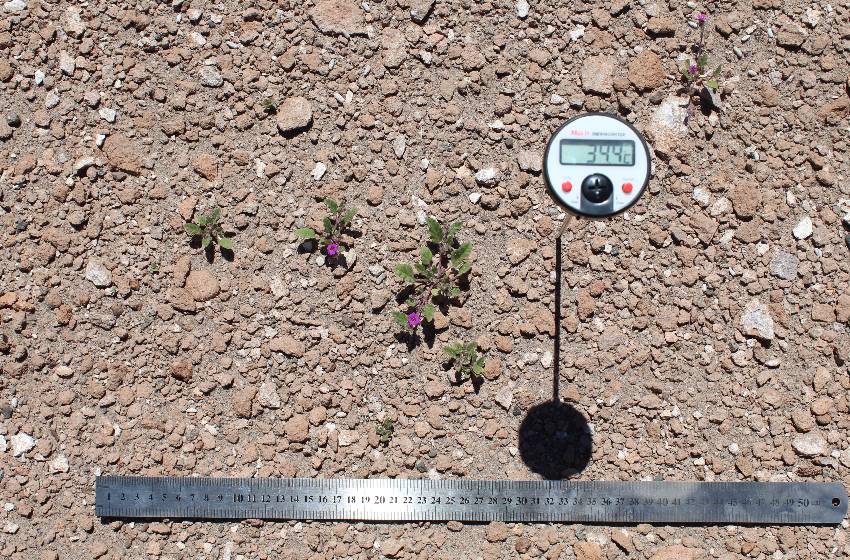 Académico participó en estudio sobre los mecanismos de supervivencia de plantas del desierto