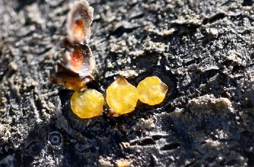 Académico del Centro Hémera U.Mayor descubrió seis nuevas especies de insectos de escamas en Chile