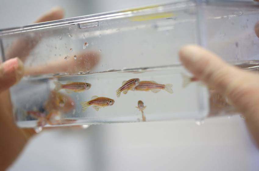 Científico U. Mayor lidera estudio que mostró que el origen de las manos humanas está en las aletas de los peces