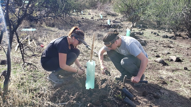 COP25// Estudiantes de Ing. en Medio Ambiente reforestaron el Parque Likandes con 300 ejemplares de especies nativas