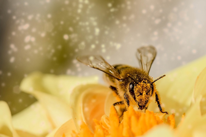 Abejas// Charla sobre la situación de las abejas en Chile inaugurará el ciclo “Ruta del Pensamiento” 2019