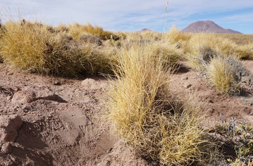 Investigadora de GEMA U. Mayor analizó la interacción entre bacterias y plantas autóctonas del desierto de Atacama