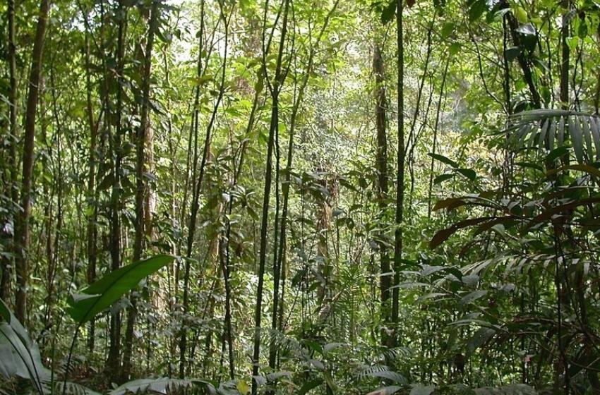 Científico U. Mayor publica estudio en Science que recomienda salvar árboles antes que plantarlos