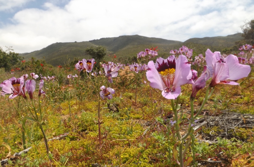 Estudio U. Mayor demuestra cómo la pérdida de herbívoros nativos altera la diversidad del desierto florido