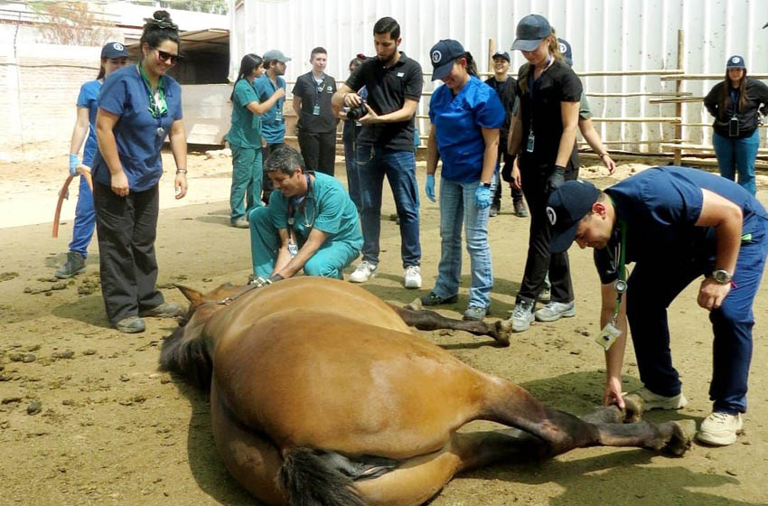 Medicina Veterinaria organizó curso sobre Anestesiología Equina en La Pintana