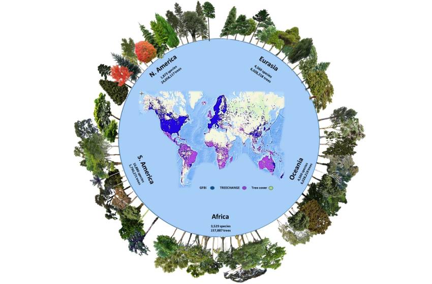 Investigador U. Mayor participó en estudio mundial que calculó que la Tierra posee 73 mil especies de árboles