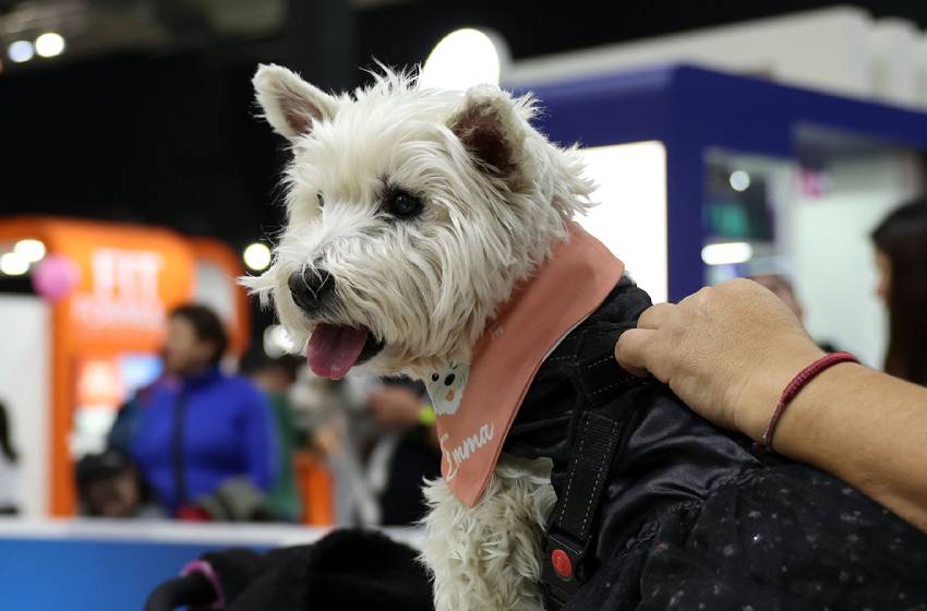 Escuela de Medicina Veterinaria U. Mayor tuvo una exitosa participación en la Expo Mascotas 2024